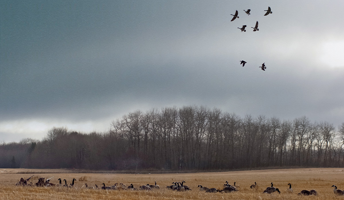 Twenty Pro Tips for Geese